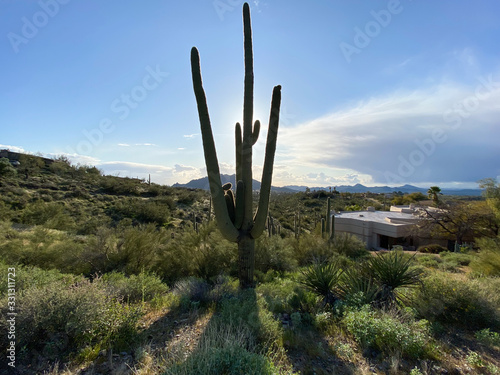 blue sky mountain cactus in desert © Kurt