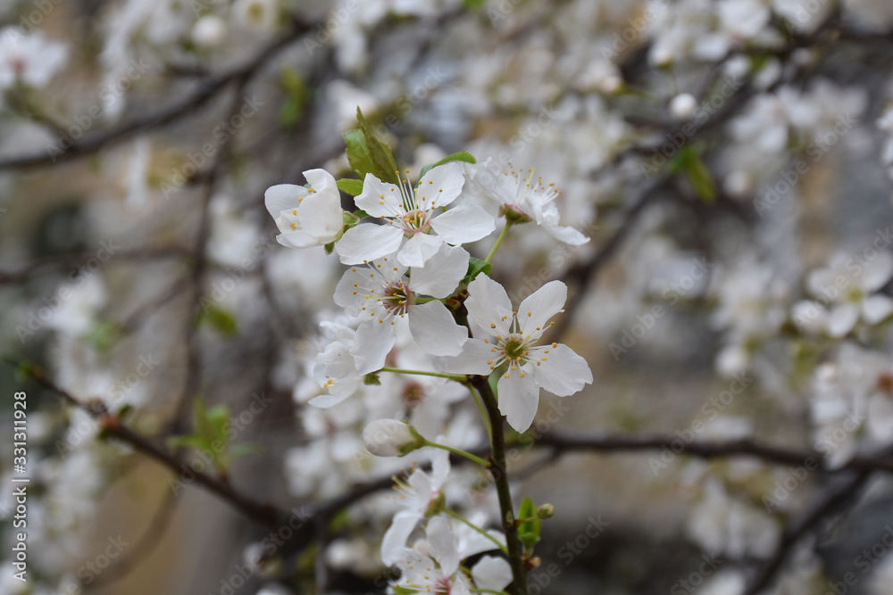 Buds and densely bloomed fruit flowers in spring Buds and densely bloomed fruit flowers in spring