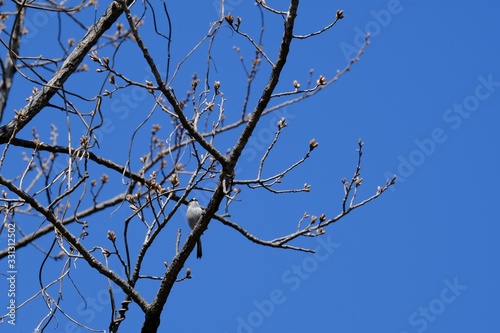 long tailed tit on branch