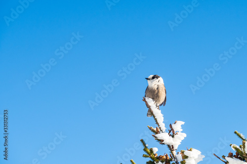 Closeup of a beautiful Canada Jay perched on a pine tree covered by snow in Mont Mégantic national park, Quebec