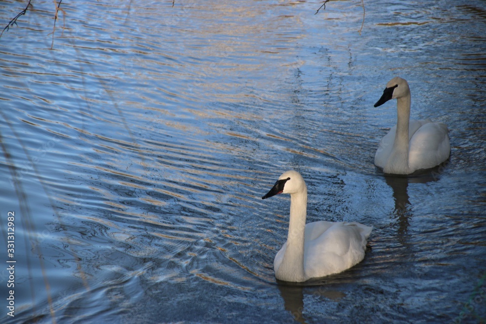 Fototapeta premium Jezioro łabędzie