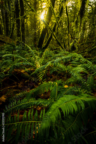 Sunrise through the trees in a fern forest in Oregon USA
