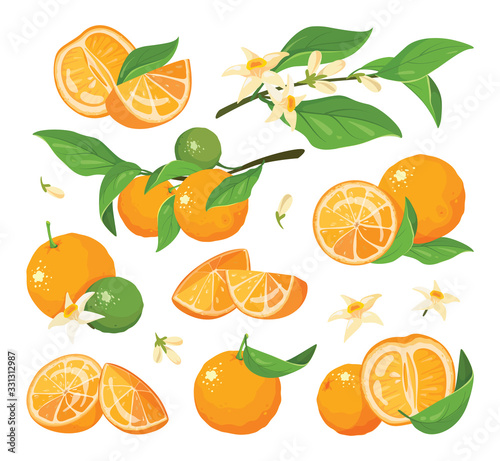 Citrus colorful fruit set vector illustration. 