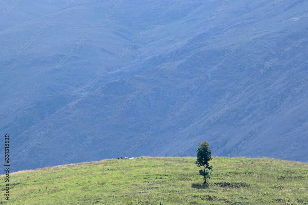 Landscape detail with a lonely tree in the middle of the mist, the flowers and the desolate Andean landscape. Huancayo - Peru