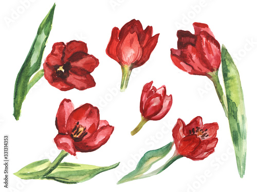 Watercolor set of red tulip flowers. Watercolor botanical drawing. Isolated on white background.