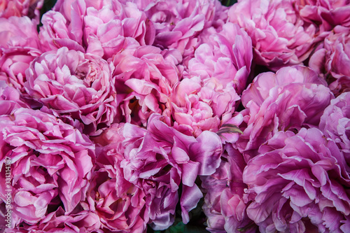 bunch of tulip flowers close up for background  flowerbed untypical macro  many petails bright colored