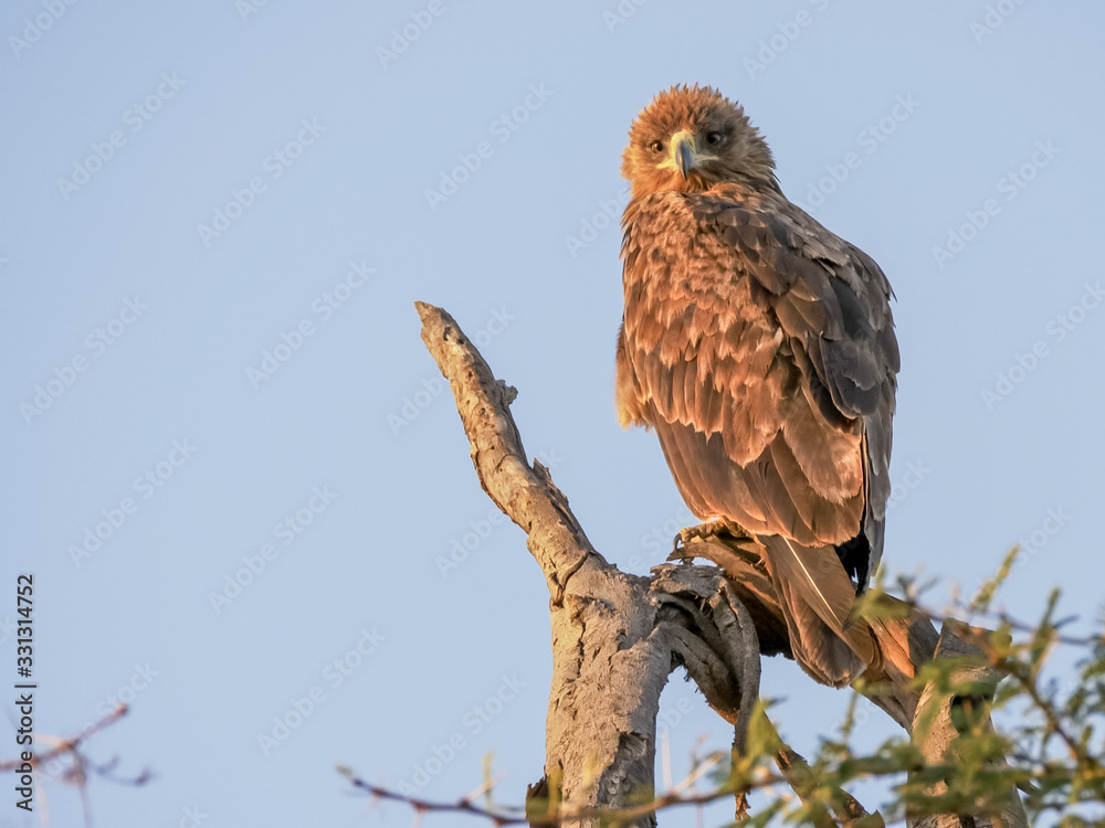 a tawny eagle perched in a tree at serengeti early in the morning a tawny eagle perched in a tree at serengeti early in the morning
