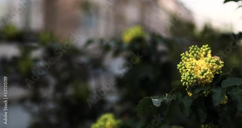 Spring in the big city. Huge building and sunset, green and bloom
