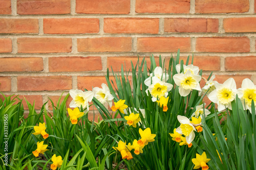 White and Yellow Tulips Against a Brick Wall