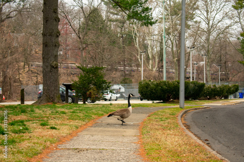 A Goose in the Middle of the Sidewalk in a Park