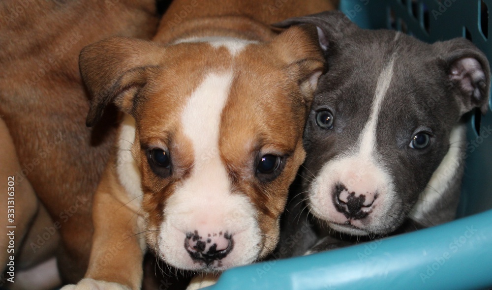 bully puppies.