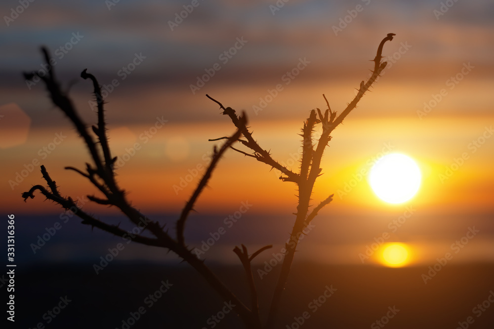 rosehip bush silhouette on blurred sky and sunset background rosehip bush silhouette on blurred sky and sunset background