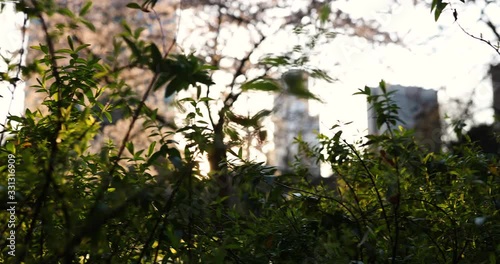 Spring in the big city. Huge building and sunset, green and bloom