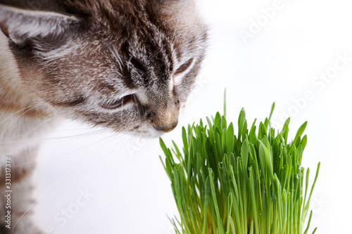 pet grass or cat grass. domestic cat eat green grass on white background.