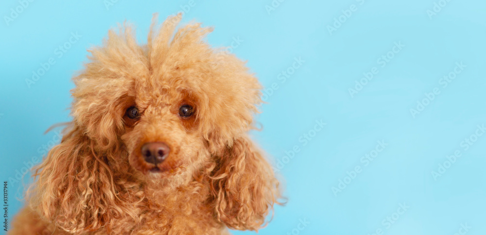 happy poodle dog on a blue background happy poodle dog on a blue background