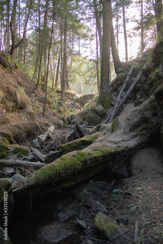 atardecer en un bosque verde con rocas 