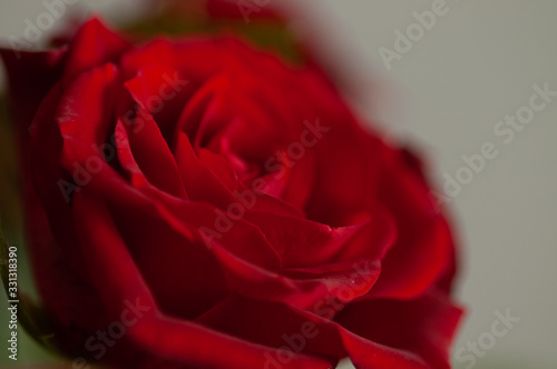 rose rosse