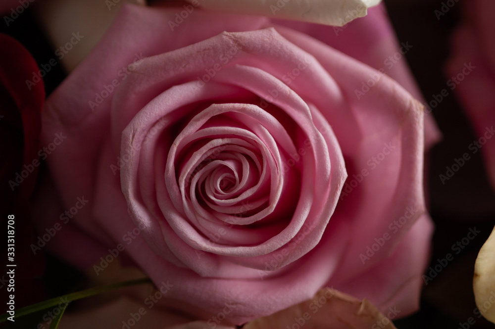 rosa rosa