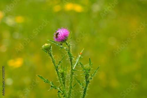 macro closeup of a prickly purple thistle bloom flower and a bee. Bee collecting pollen nectar against bright green garden background