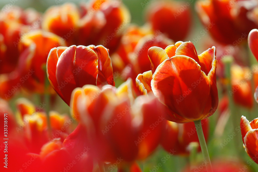 Fototapeta Czerwone tulipany w wiosennym słońcu 