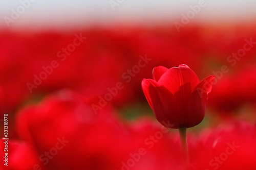 Pole czerwonych tulipanów