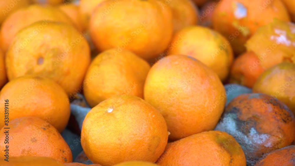 Oranges with mold. The fungus covered tangerines and oranges. Huge container with spoiled fruit. Close-up Oranges with mold. The fungus covered tangerines and oranges. Huge container with spoiled fruit. Close-up