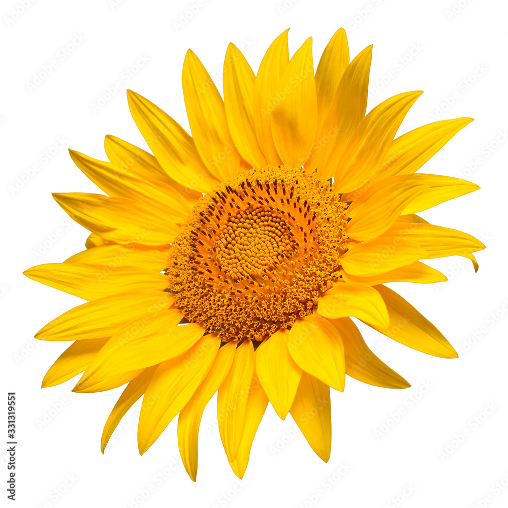 Fototapeta premium Sunflower head isolated on white background. Sun symbol. Flowers yellow, agriculture. Seeds and oil. Flat lay, top view. Bio. Eco. Creative
