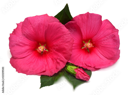 Two pink head hibiscus flower with bud and leaves isolated on white background. Flat lay, top view. Macro, object © Ian 2010