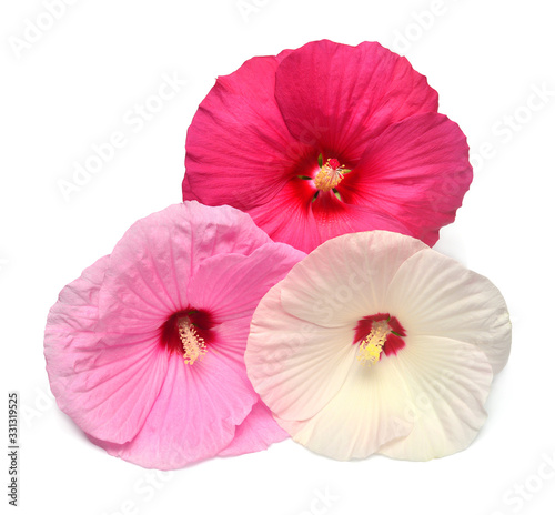Three hibiscus red  white and pink colors isolated on white background. Bouquet of tropical flowers. Flat lay  top view. Macro  object