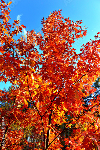 Autumn tree orange oak on the background blue sky. Landscape  yellow leaves