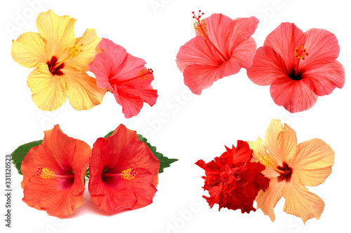 Collection of colored hibiscus flowers with leaves isolated on white background. Flat lay  top view. Creative card