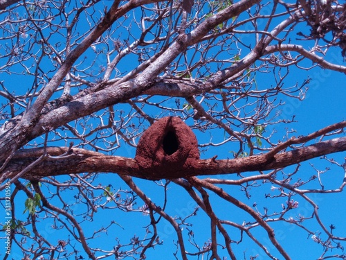 branches of a tree