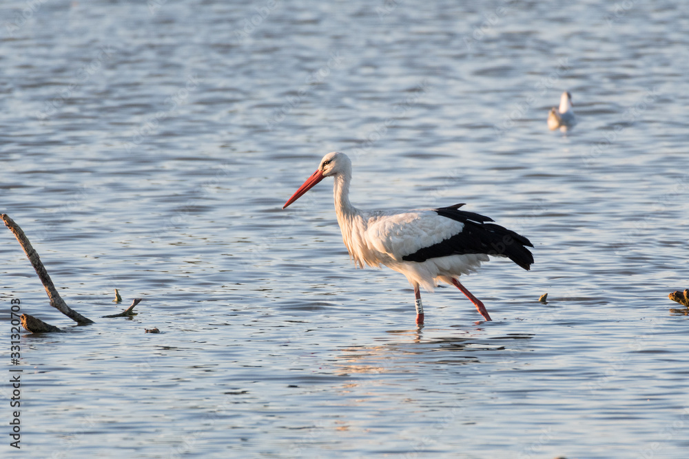 Fototapeta premium A stork walking in the middle of a city park pond