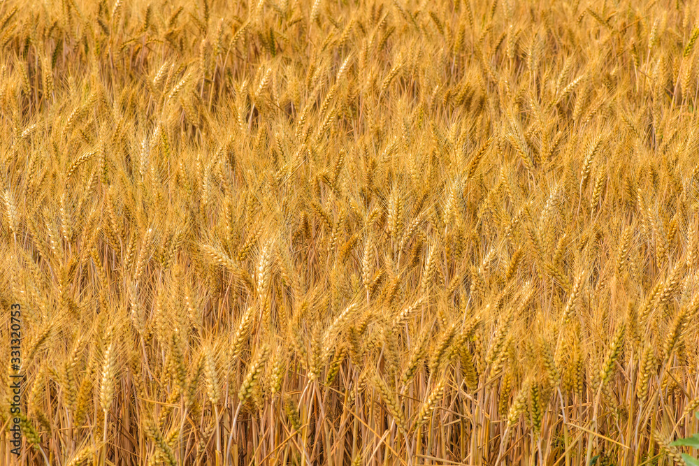Summer, the growth of mature, harvested wheat. Tangshan, Hebei Province, China.