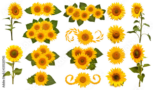 Fototapeta Naklejka Na Ścianę i Meble -  Sunflowers collection isolated on white background. Sun symbol. Flowers yellow, agriculture. Seeds and oil. Flat lay, top view. Bio. Eco