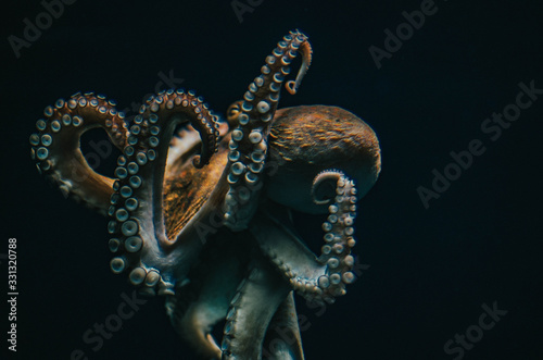 octopus Fototapet