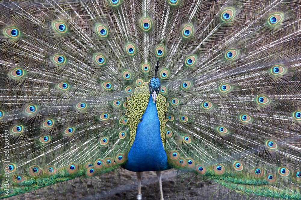 Obraz premium 孔雀