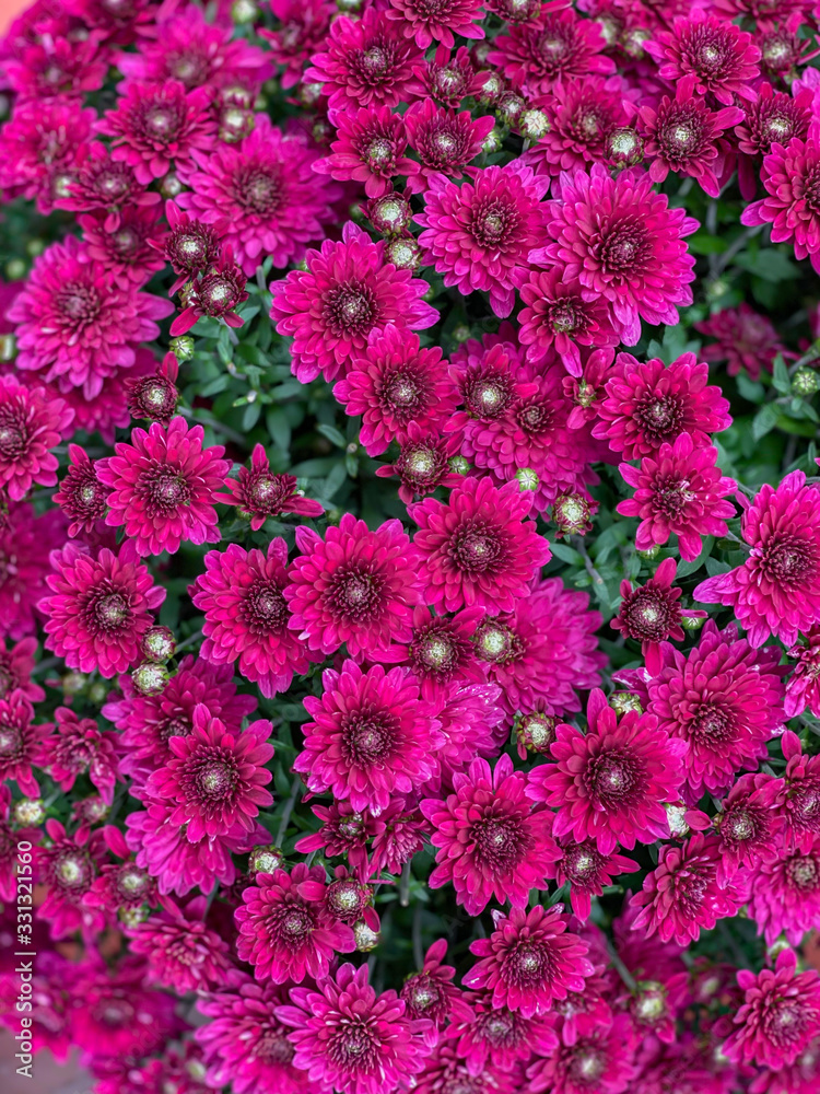 Bunch of Pink flowers Bunch of Pink flowers