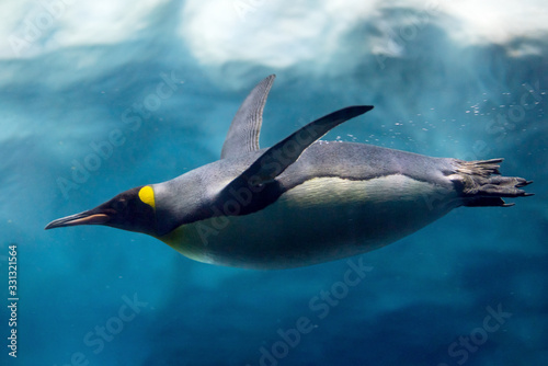 Canvas Print Penguin diving under ice, underwater photography .