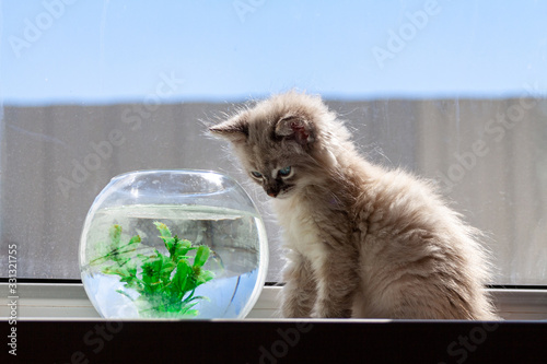Schilderij op canvas curious red kitten with goldfish in a fishbowl
