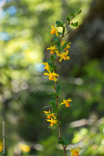 branch of barberry with orange-yellow flowers on the background of forest vegetation