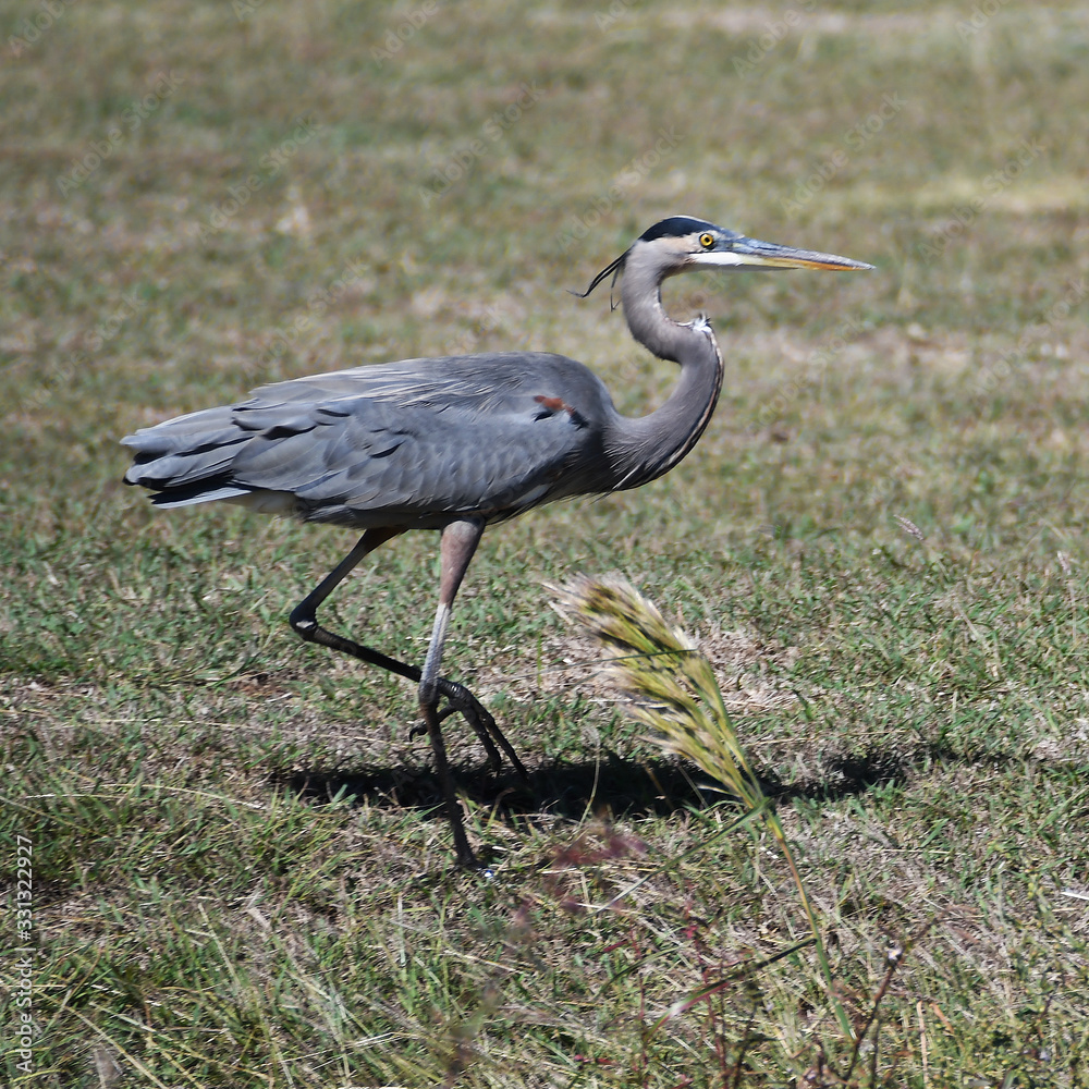 Fototapeta premium Crane 2
