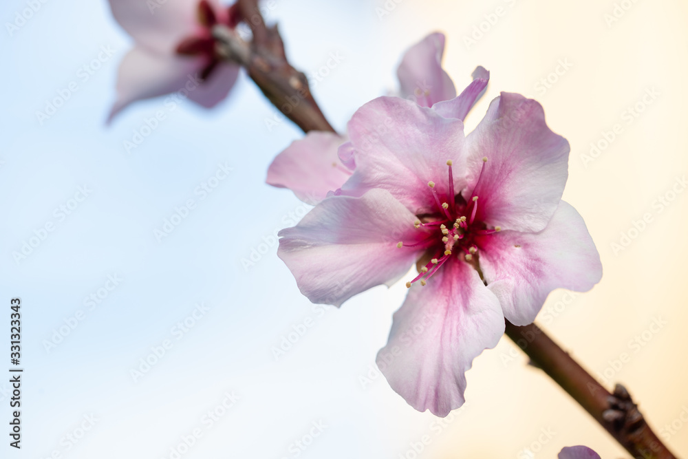 Naklejka premium 桜の花のアップ