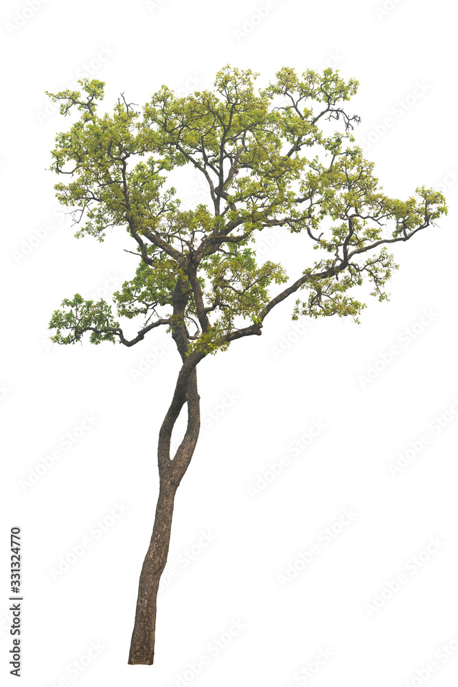 Obraz premium Isolated tree on white background