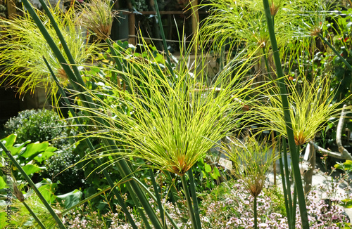 Papyrus plant in the sun  lat. Cyperus papyrus 