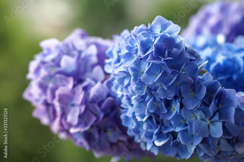 Blue and violet Hydrangea flower in a garden. A bouquet of Hydrangea.