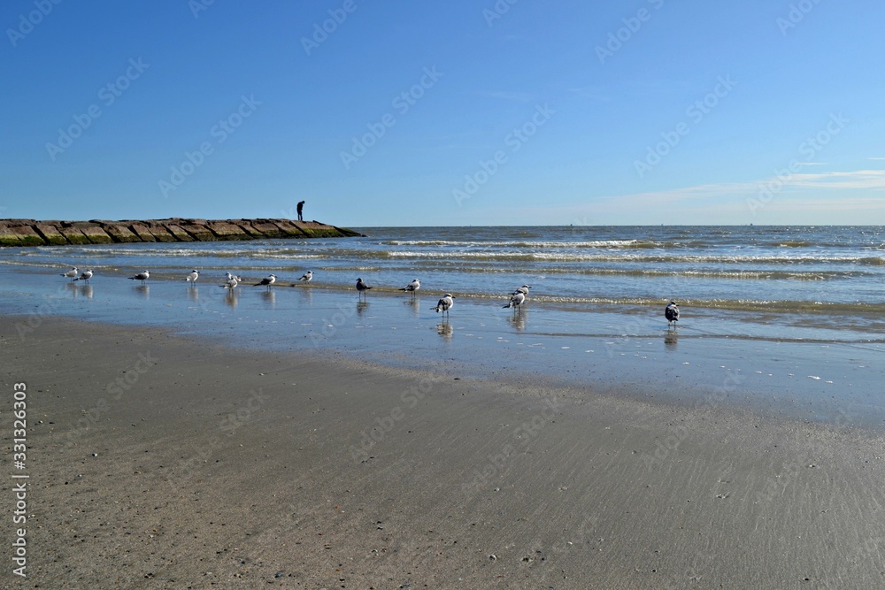 seagulls on the beach in Galveston, Texas