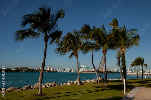 Fototapeta Naklejka Na Ścianę i Meble -  Miami Skyline and Port of Miami with Palm trees.