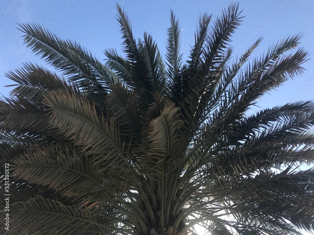palm trees against blue sky palm trees against blue sky