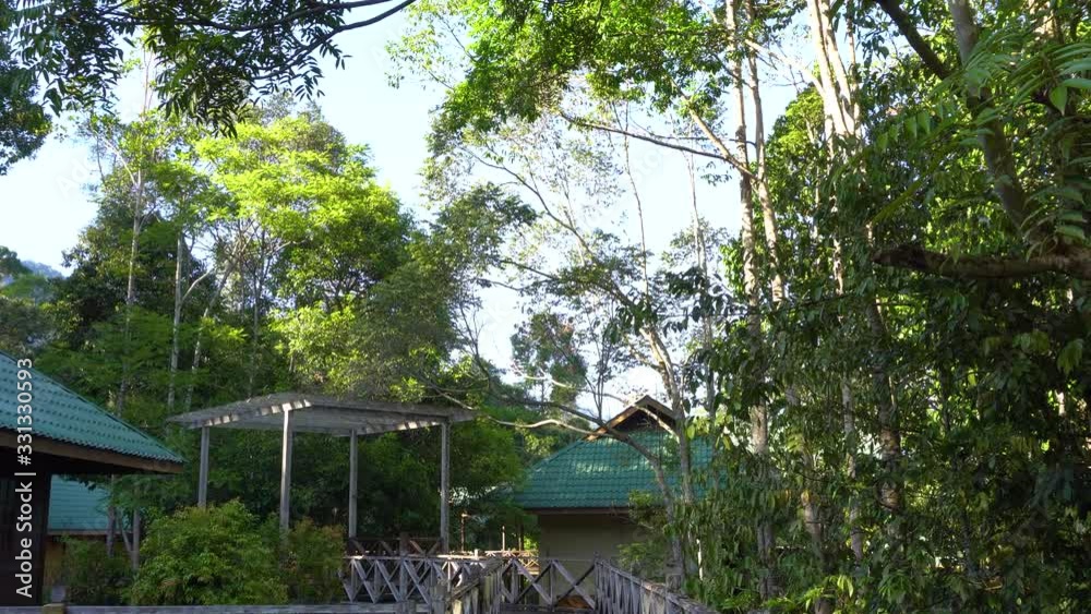 Nature deep jungle with green leaves sway from wind with green tree background and bokeh light and wooden floor Nature deep jungle with green leaves sway from wind with green tree background and bokeh light and wooden floor
